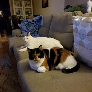 Meet your Posher, Josip